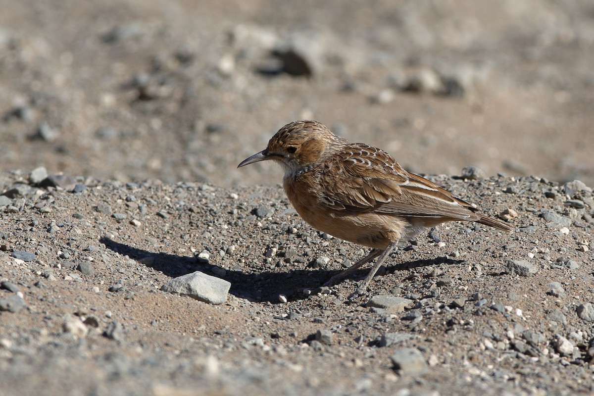 Spike-heeled Lark (Spike-heeled) - Holger Teichmann