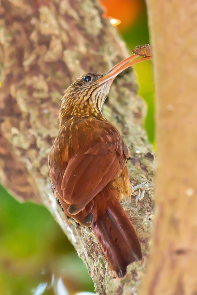 Red-billed Scythebill - graichen & recer