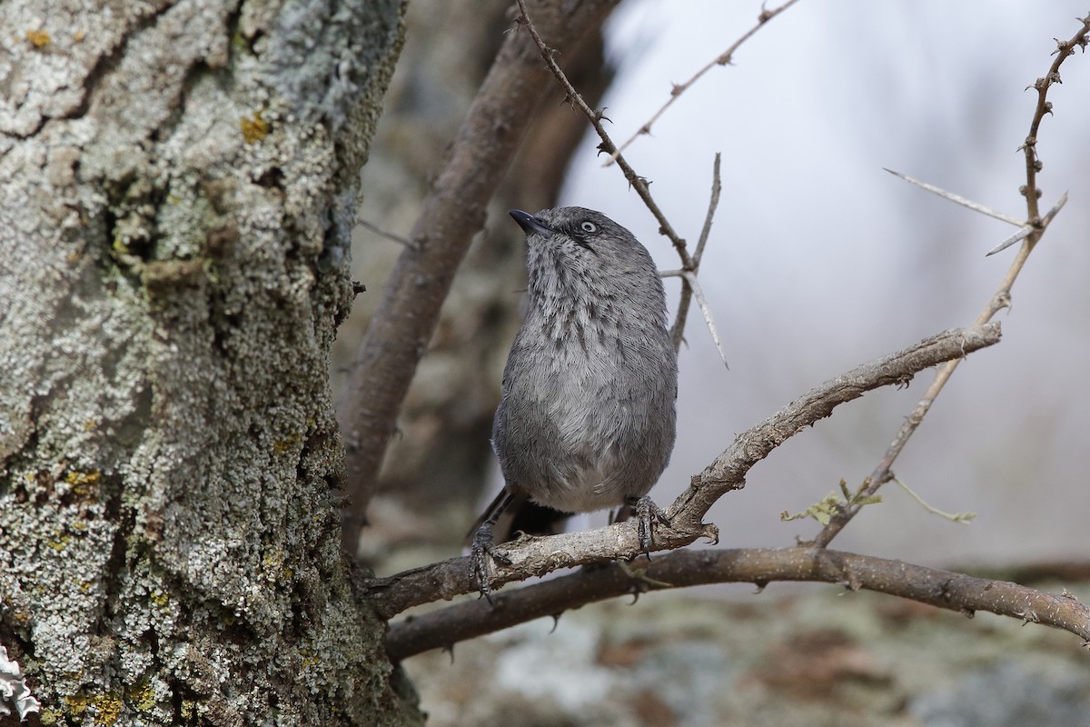 Chestnut-vented Warbler - ML204299081