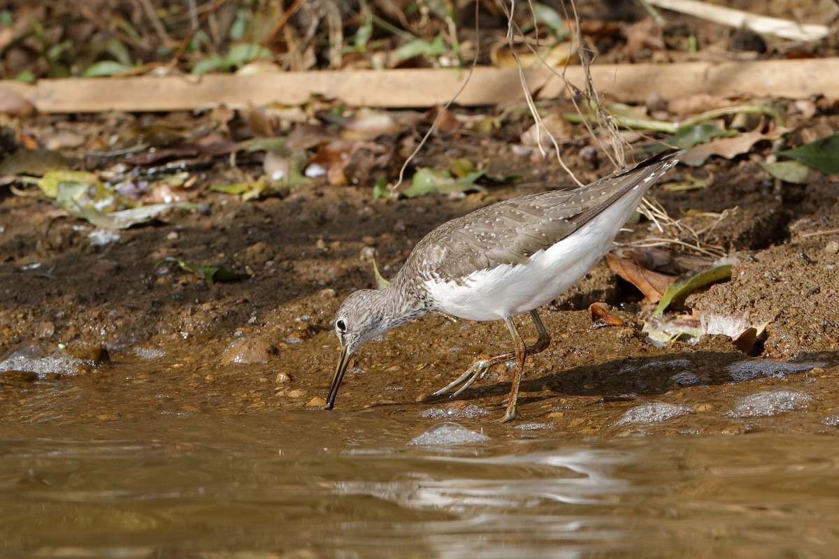 Green Sandpiper - ML204299121