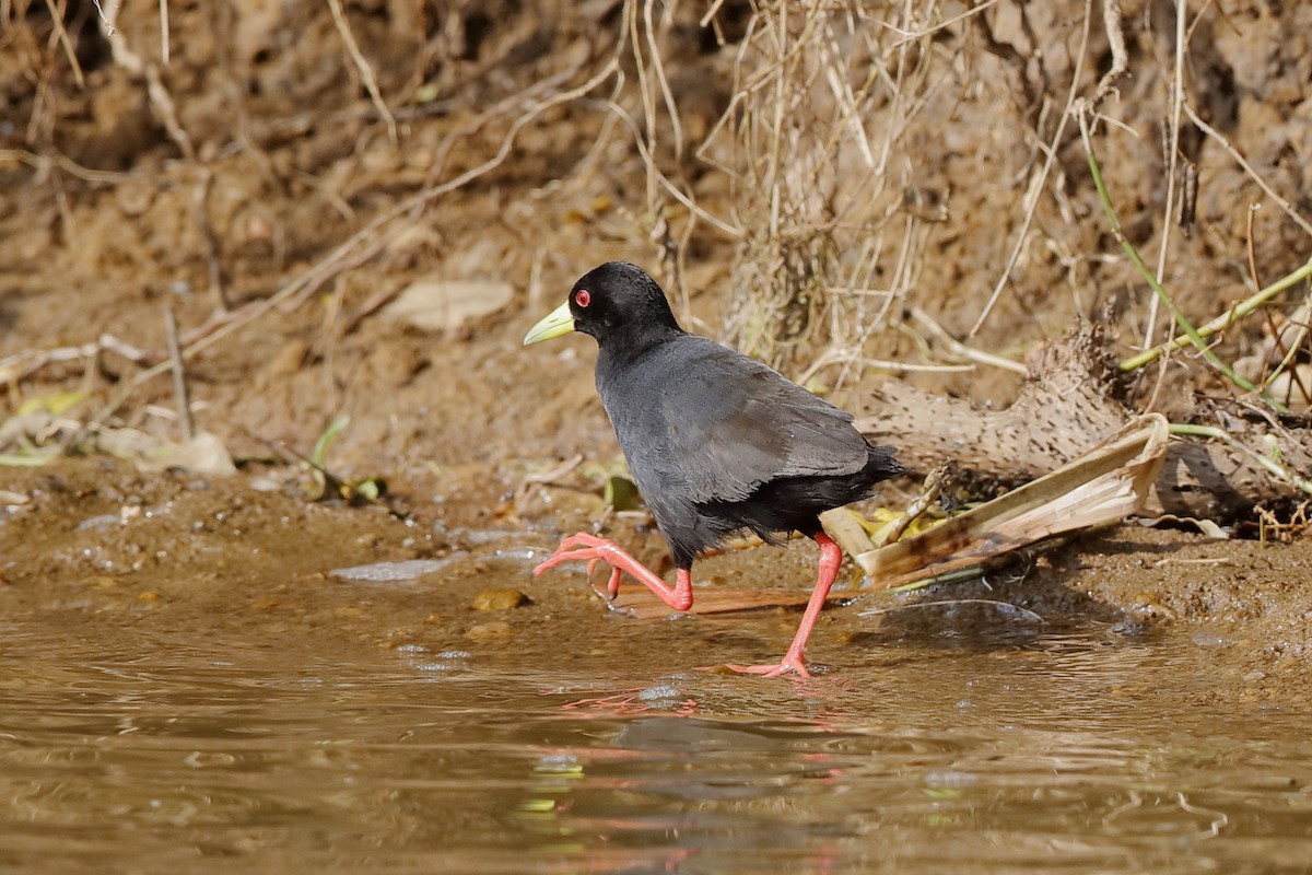 Black Crake - ML204299151