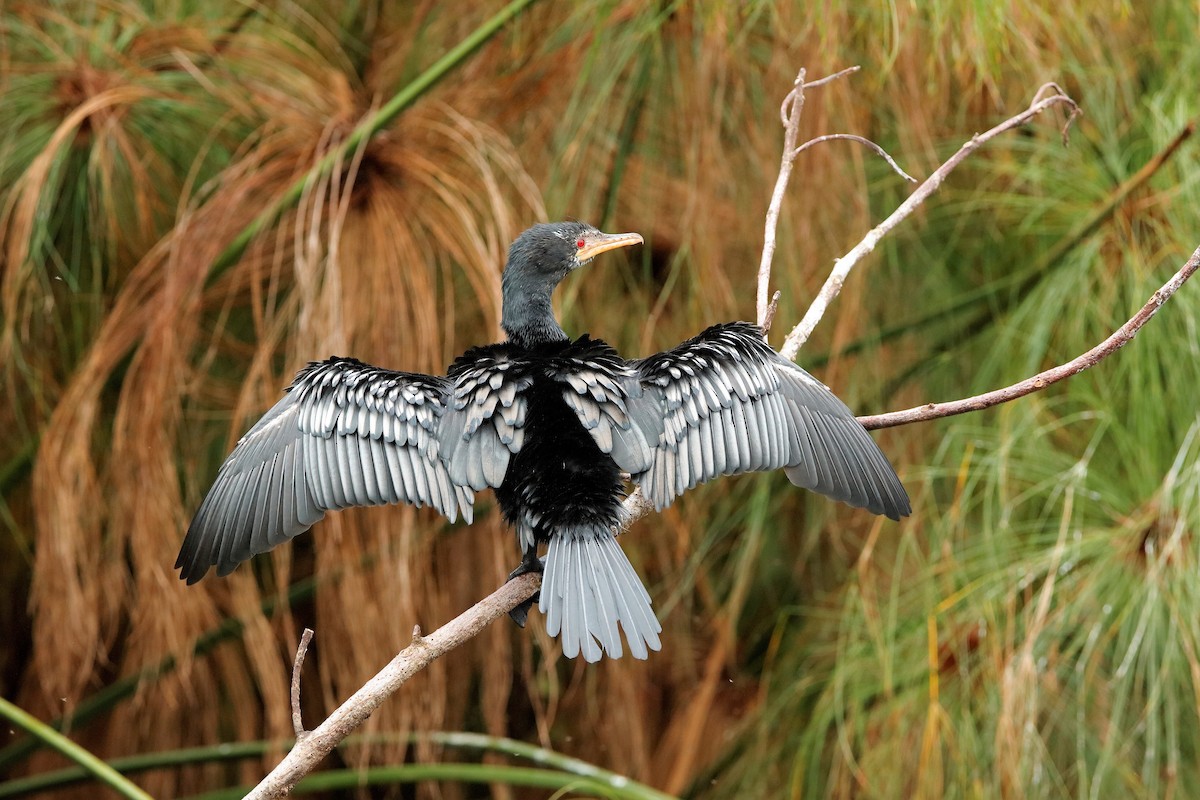 Long-tailed Cormorant - Holger Teichmann