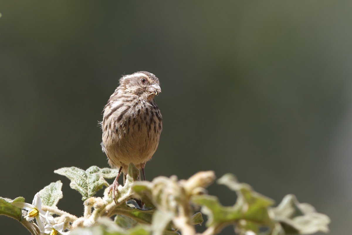 Streaky Seedeater - ML204299401