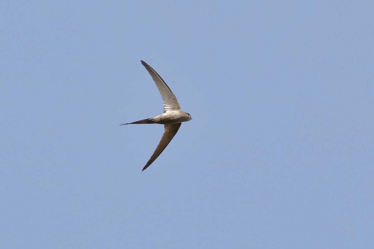 African Palm Swift - ML204299591