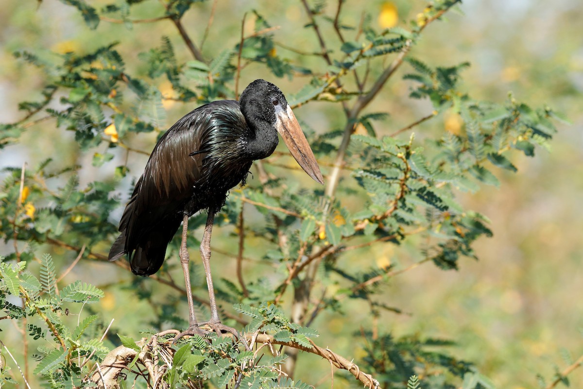 African Openbill - ML204299621