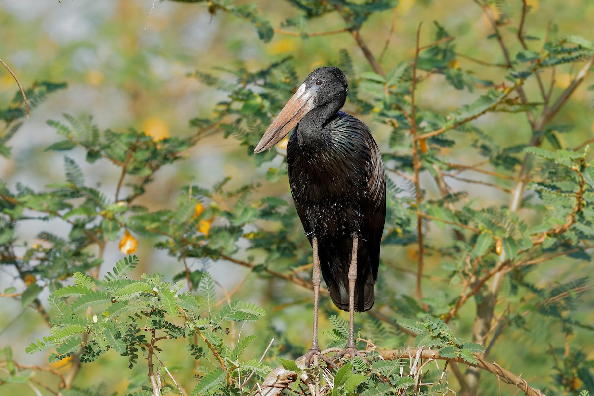 African Openbill - ML204299631