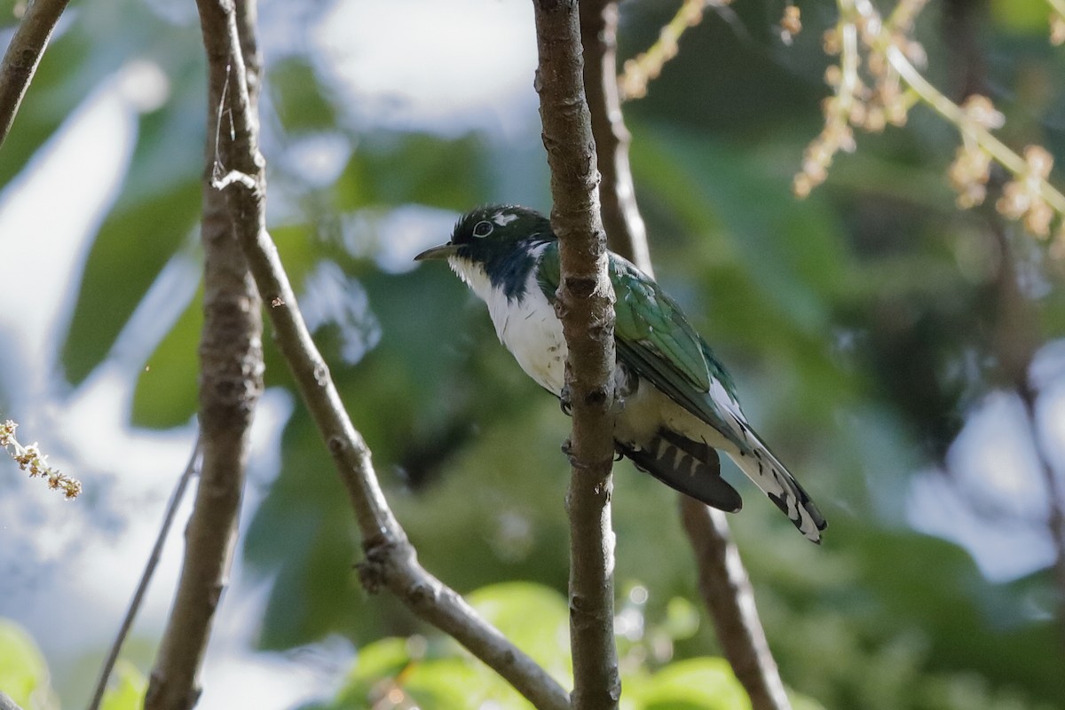 Klaas's Cuckoo - ML204299641