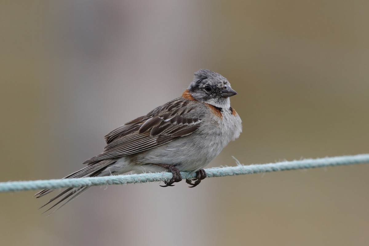 Rufous-collared Sparrow (Patagonian) - Holger Teichmann