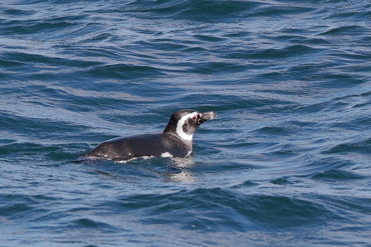 Magellanic Penguin - ML204299971