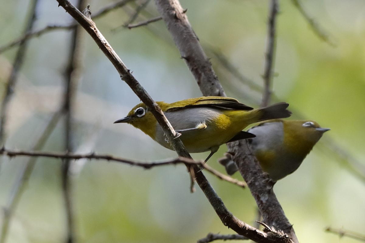 Hume's White-eye - ML204300071