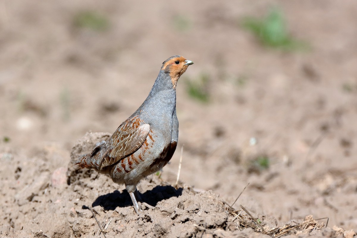 Gray Partridge - Holger Teichmann