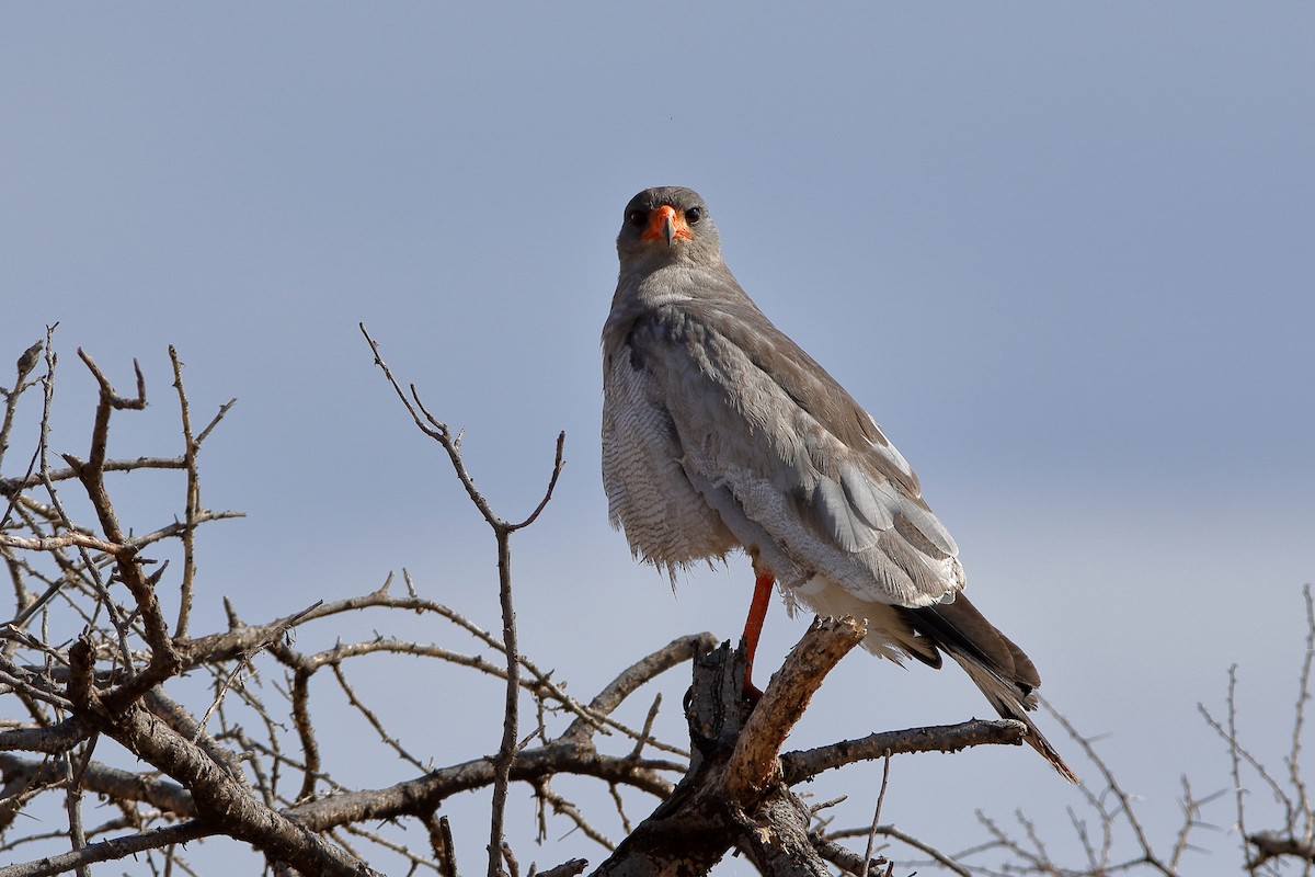 Pale Chanting-Goshawk - ML204300761