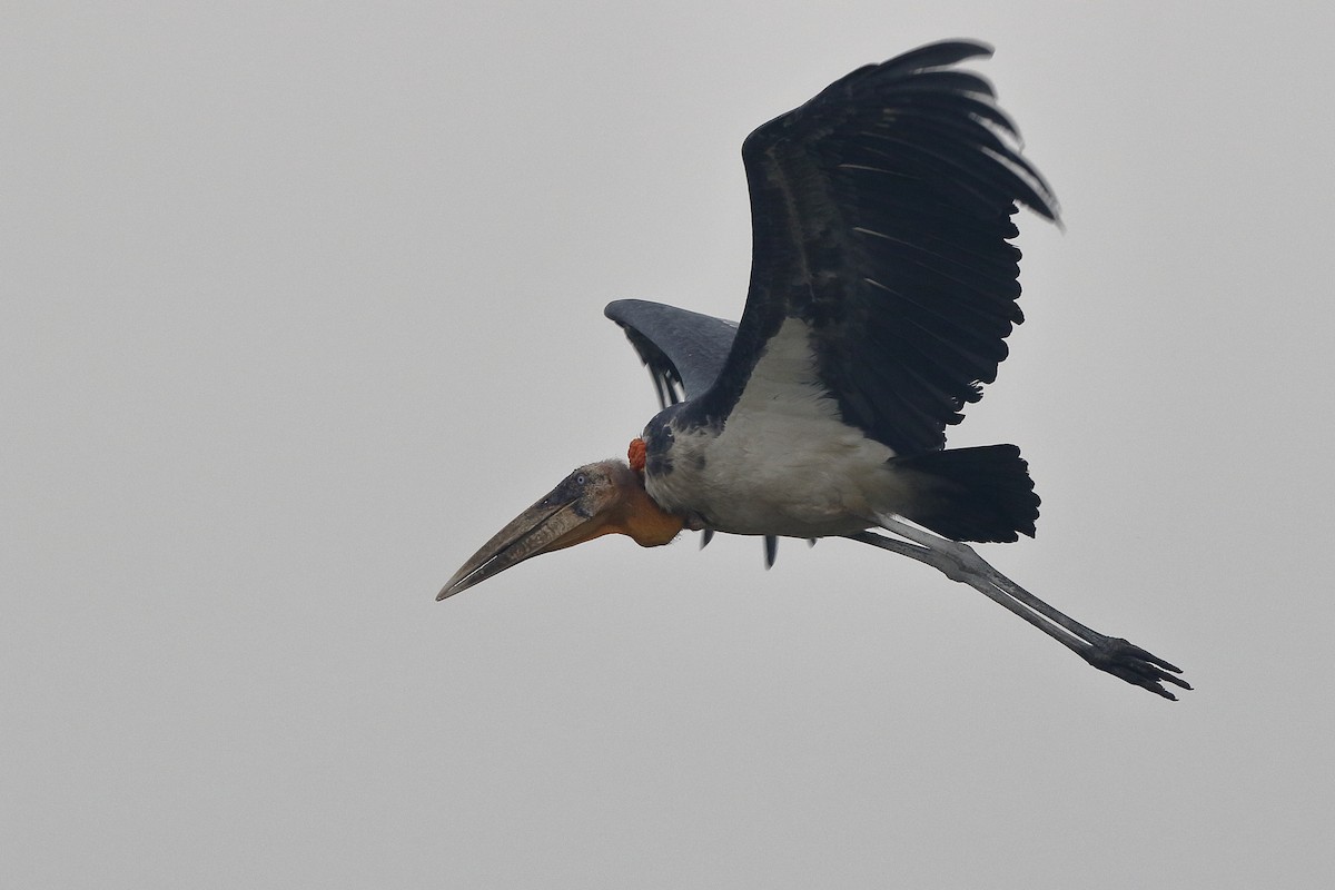 Greater Adjutant - Holger Teichmann