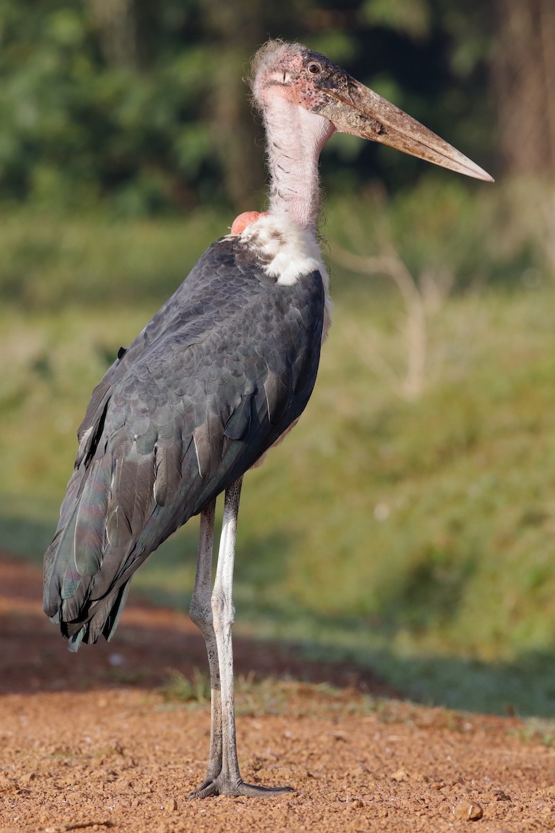 Marabou Stork - ML204301351