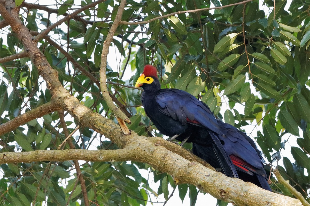 Ross's Turaco - ML204301381