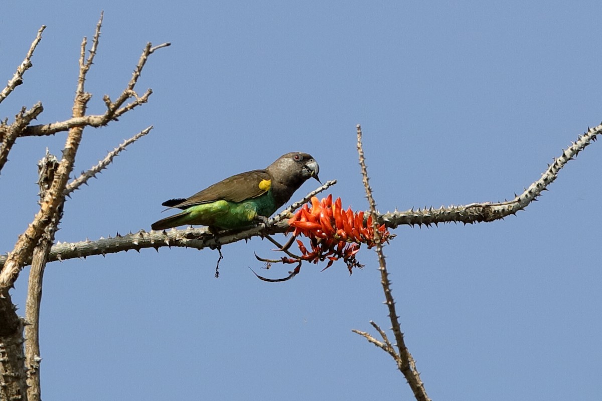 Meyer's Parrot - ML204301401