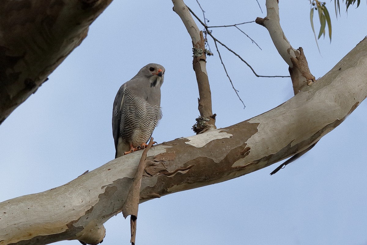 Lizard Buzzard - ML204301511