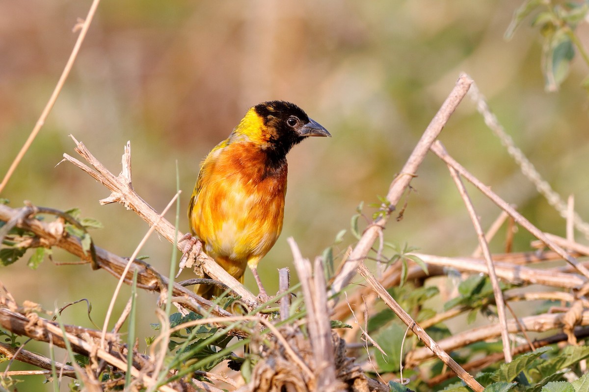 Black-headed Weaver - ML204301581