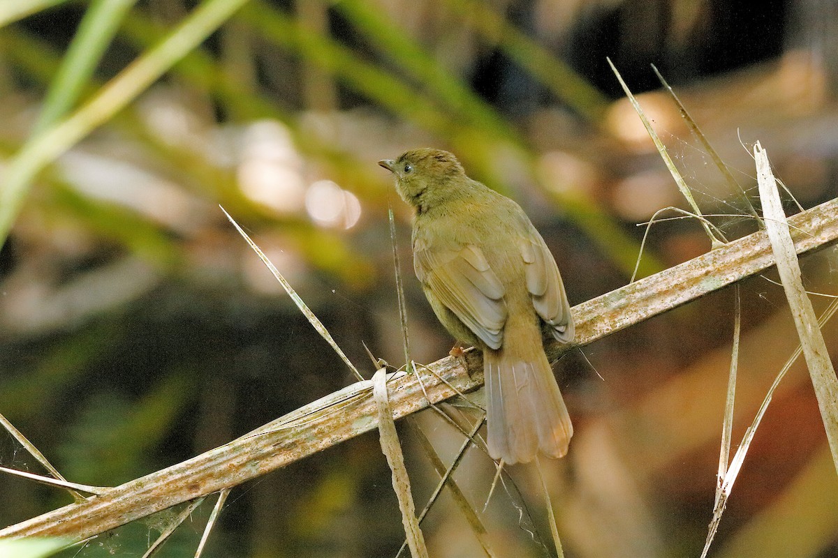 Little Greenbul - Holger Teichmann