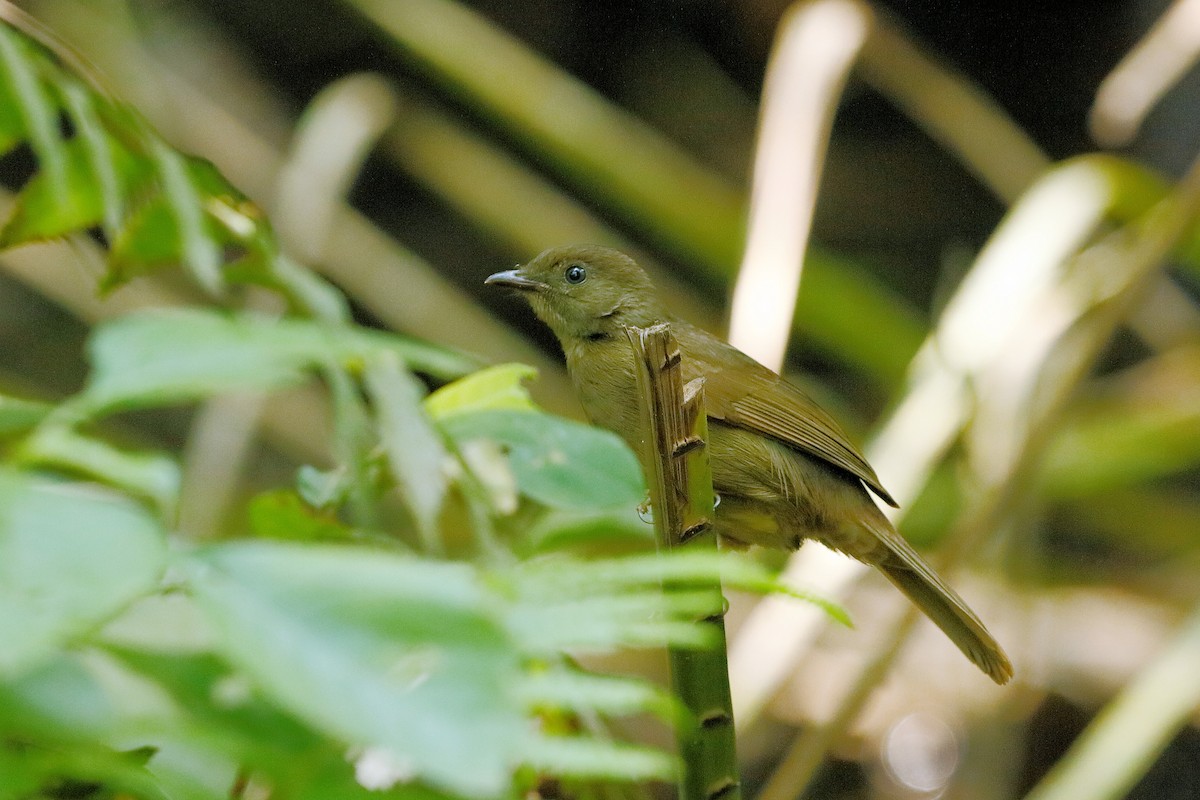 Little Greenbul - ML204301611