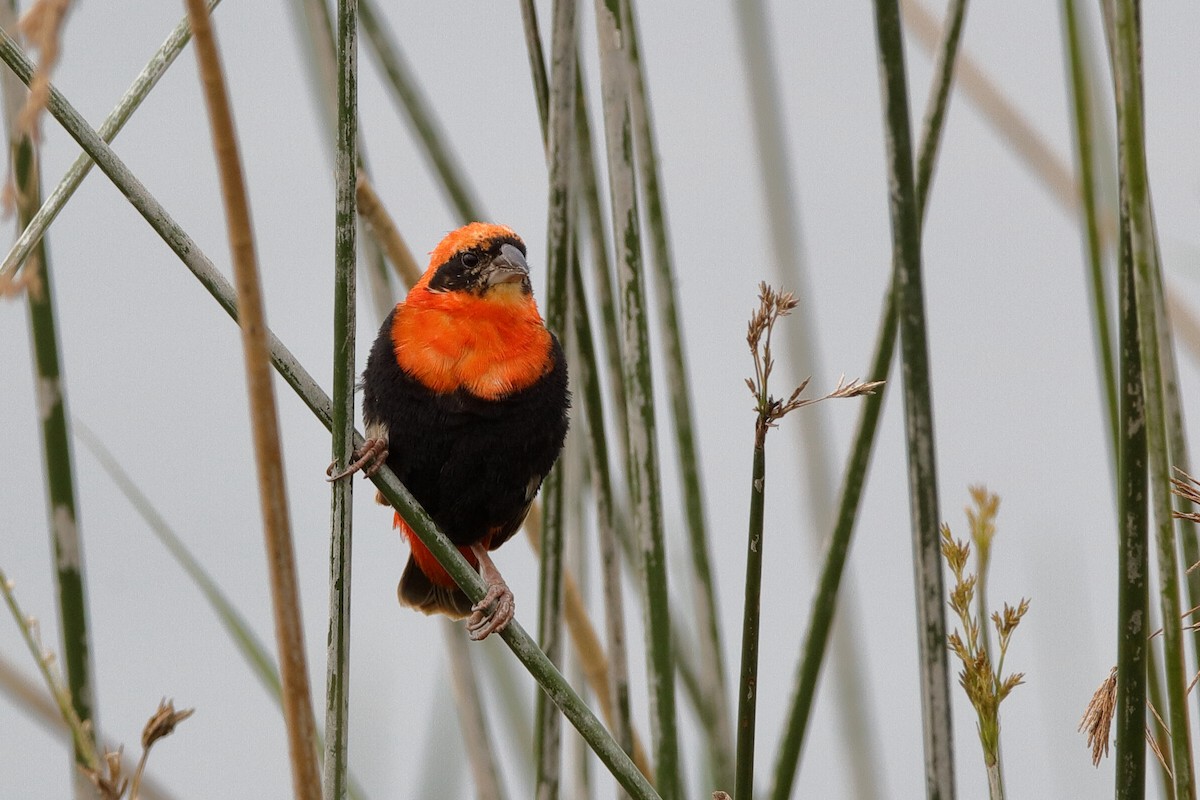 Black-winged Bishop - Holger Teichmann