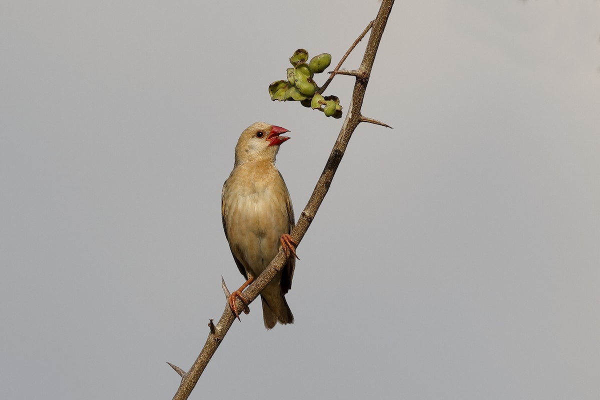 Red-billed Quelea - ML204301691