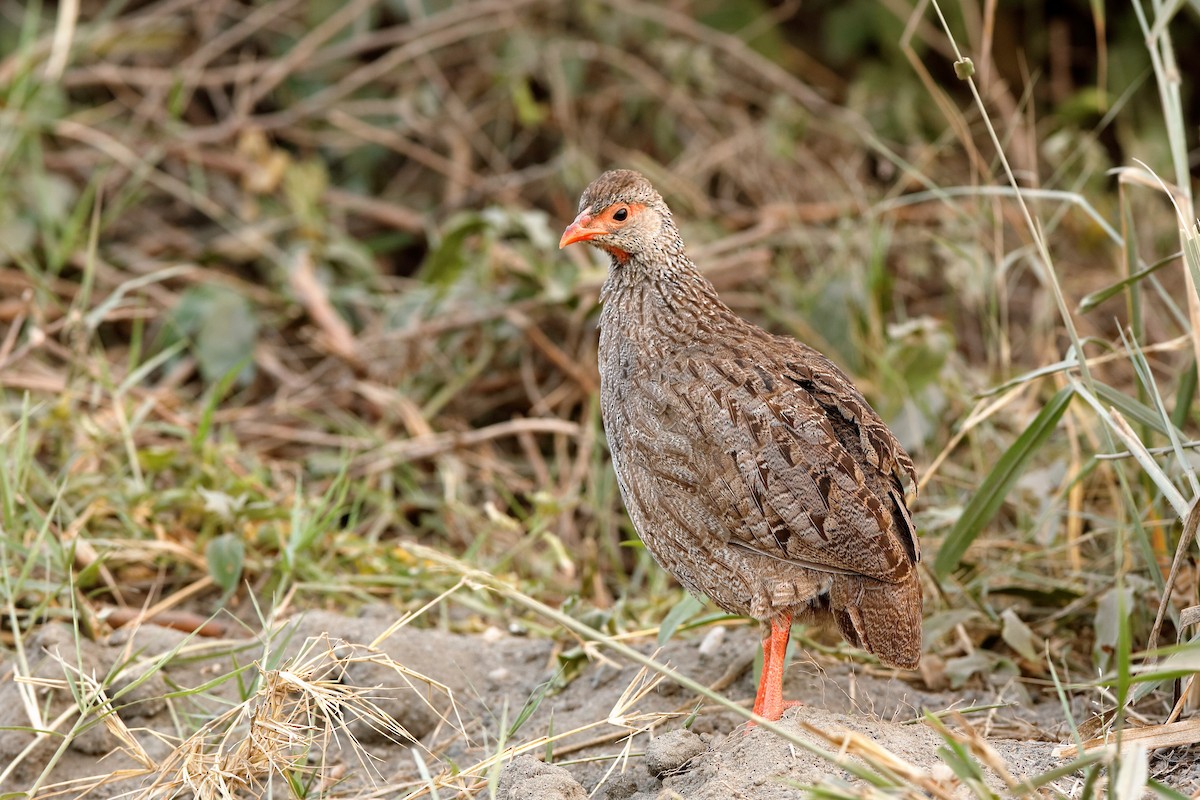 Red-necked Spurfowl (Cranch's) - ML204301791