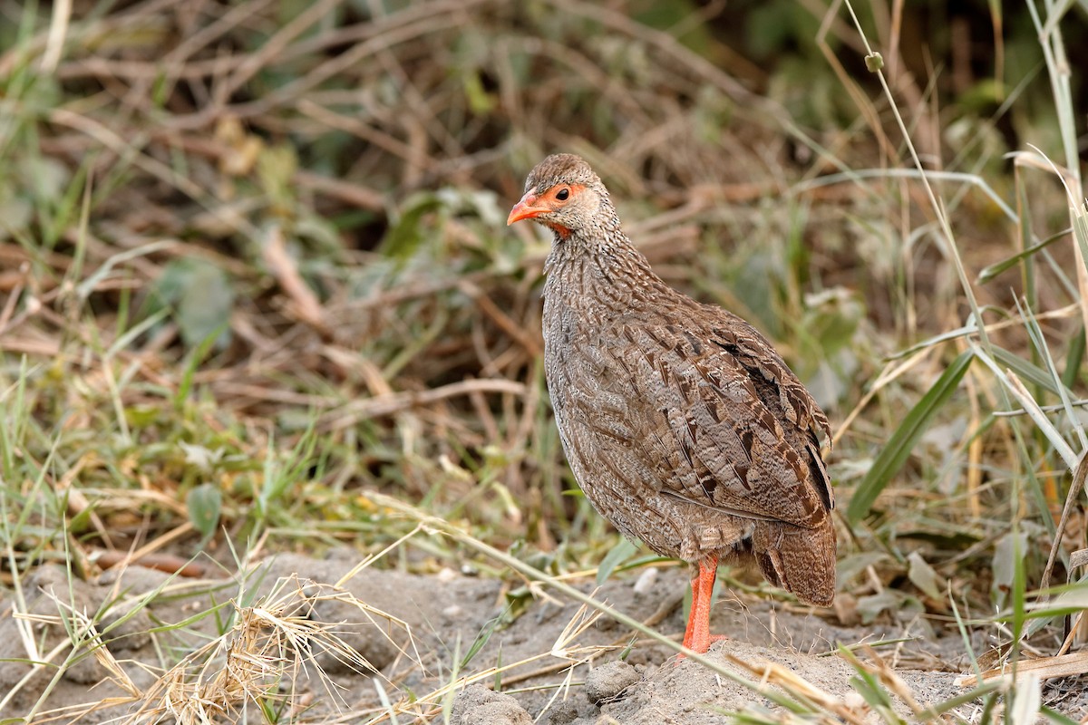 Francolin à gorge rouge (cranchii/harterti) - ML204301791