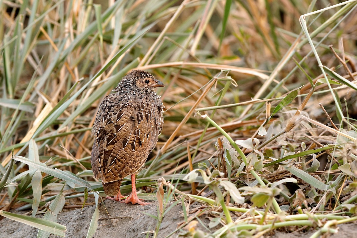 Red-necked Spurfowl (Cranch's) - ML204301801