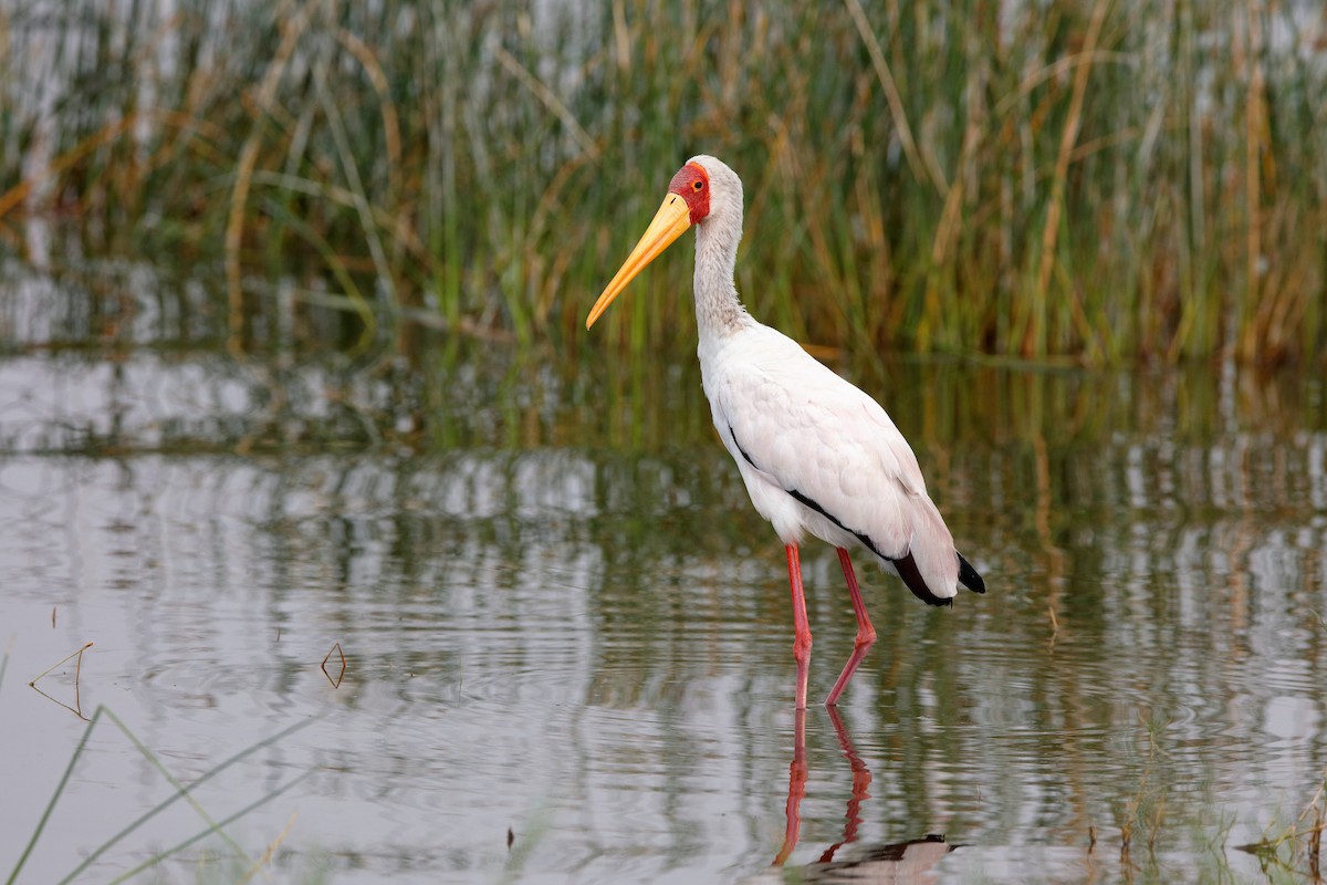 Yellow-billed Stork - ML204301811