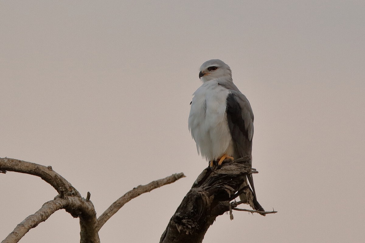 Black-winged Kite (African) - ML204301821