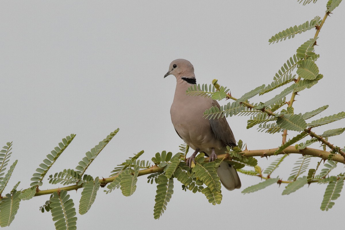 Ring-necked Dove - ML204301831