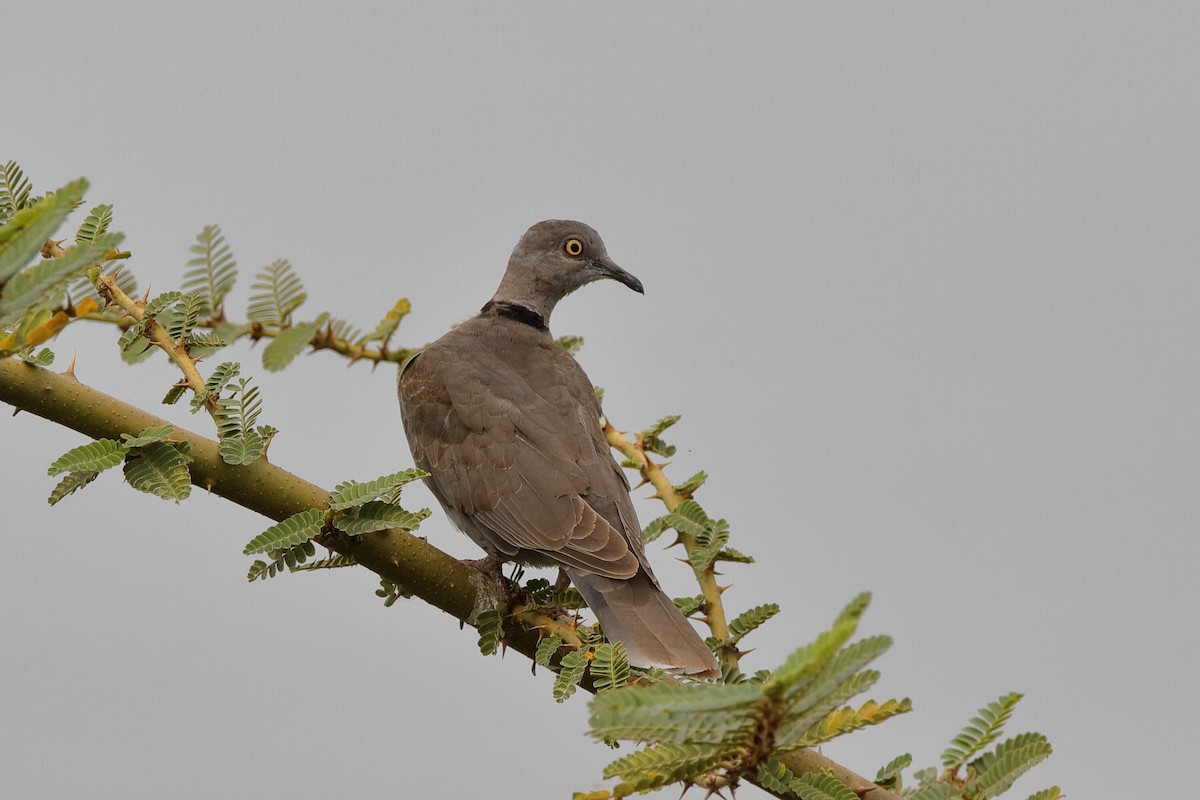 Mourning Collared-Dove - ML204301841