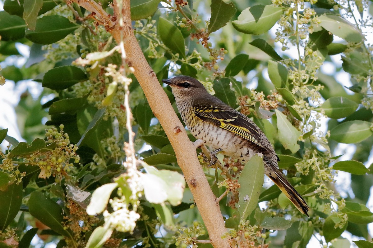 Red-shouldered Cuckooshrike - ML204302041