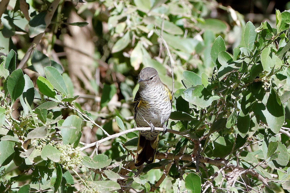 Échenilleur à épaulettes rouges - ML204302051