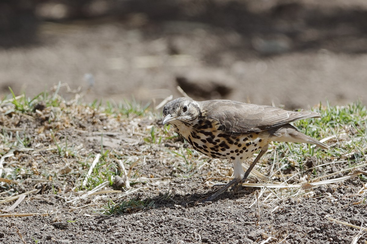 Ethiopian Thrush - Holger Teichmann