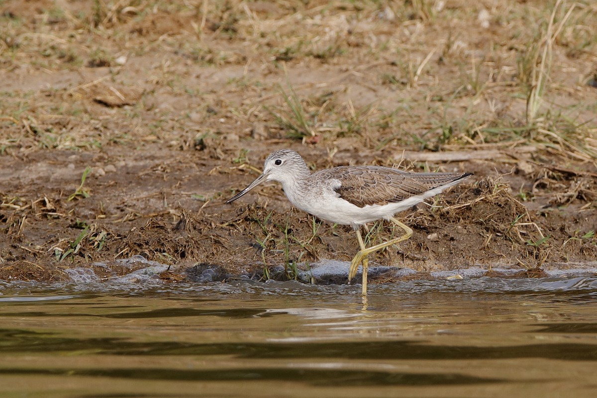 Common Greenshank - ML204303531