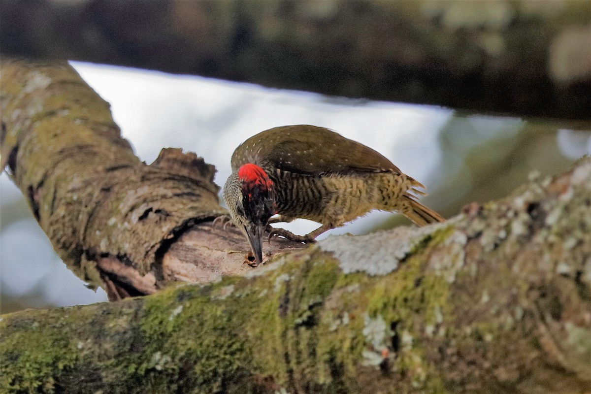 Fine-banded Woodpecker - ML204303601