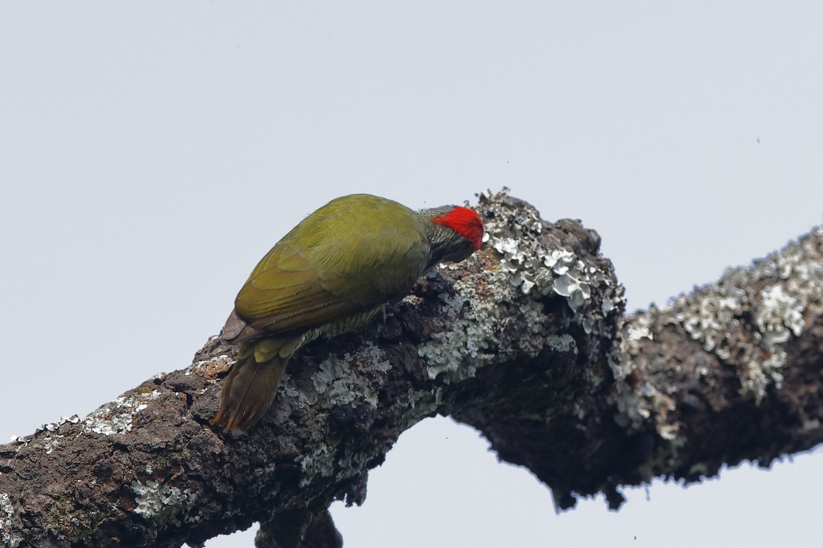 Fine-banded Woodpecker - ML204303611