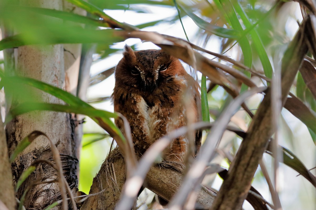 Madagascar Scops-Owl (Rainforest) - Holger Teichmann