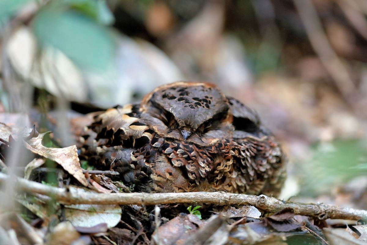 Collared Nightjar - Holger Teichmann