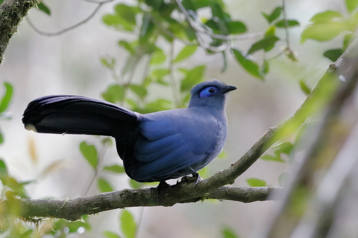 Blue Coua - ML204303731