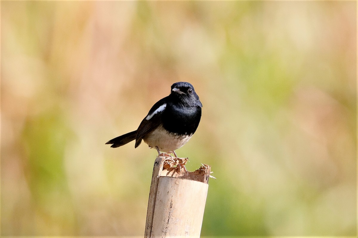Madagascar Magpie-Robin (White-bellied) - ML204303811