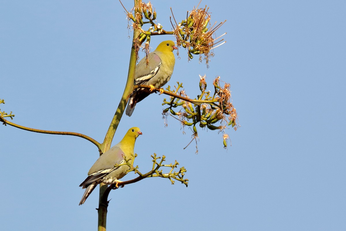 Madagascar Green-Pigeon - ML204303891