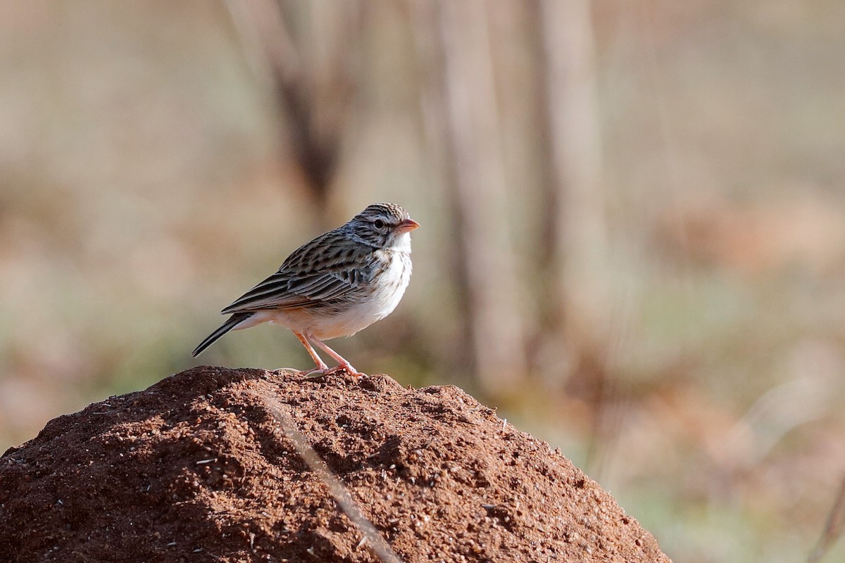 Madagascar Lark - Holger Teichmann