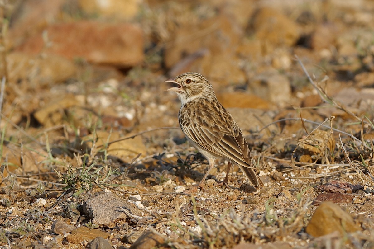Madagaskarlerche - ML204304041