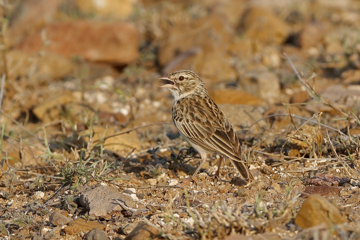 Madagascar Lark - ML204304041