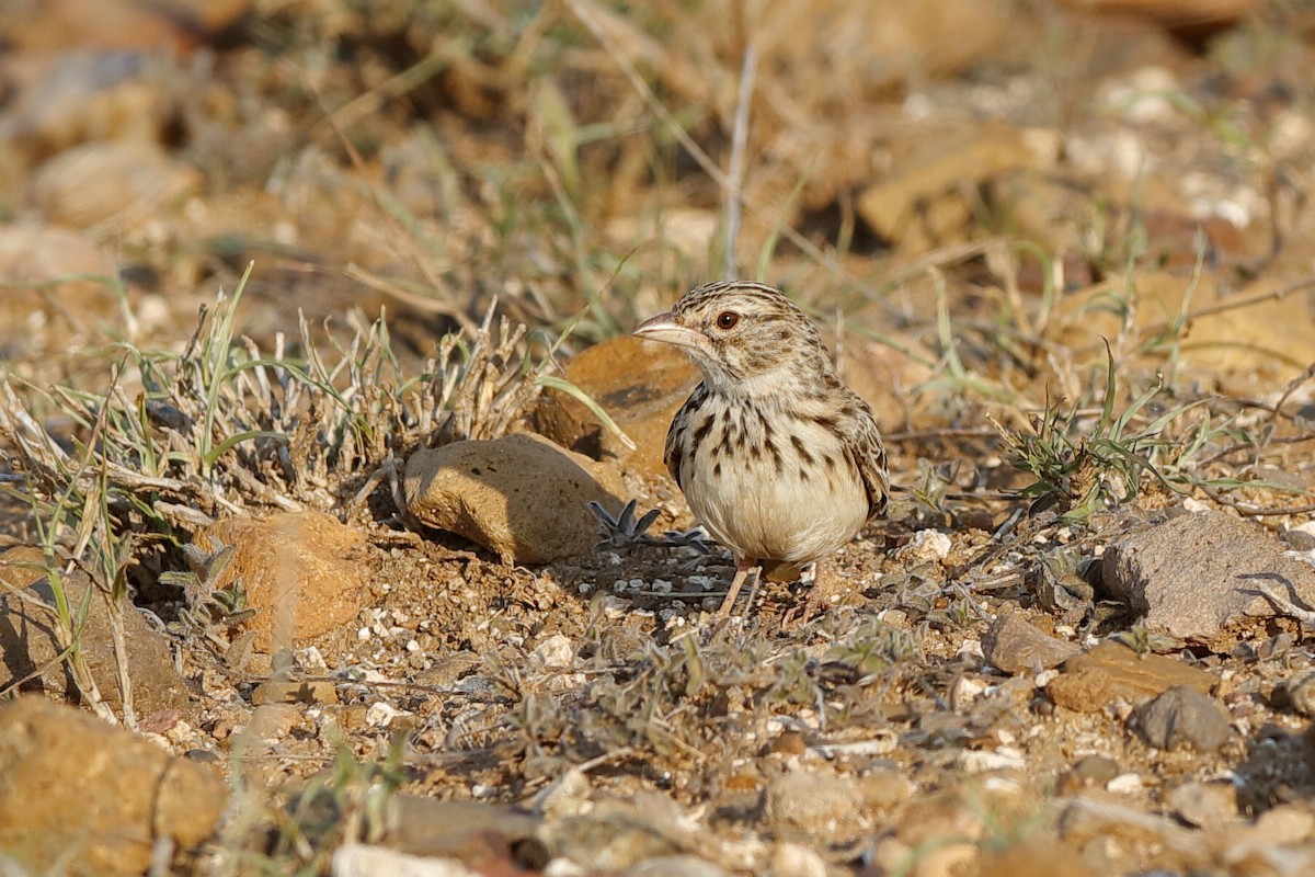 Madagascar Lark - Holger Teichmann