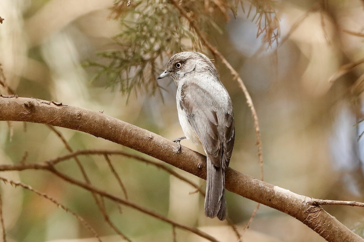 Abyssinian Slaty-Flycatcher - Holger Teichmann