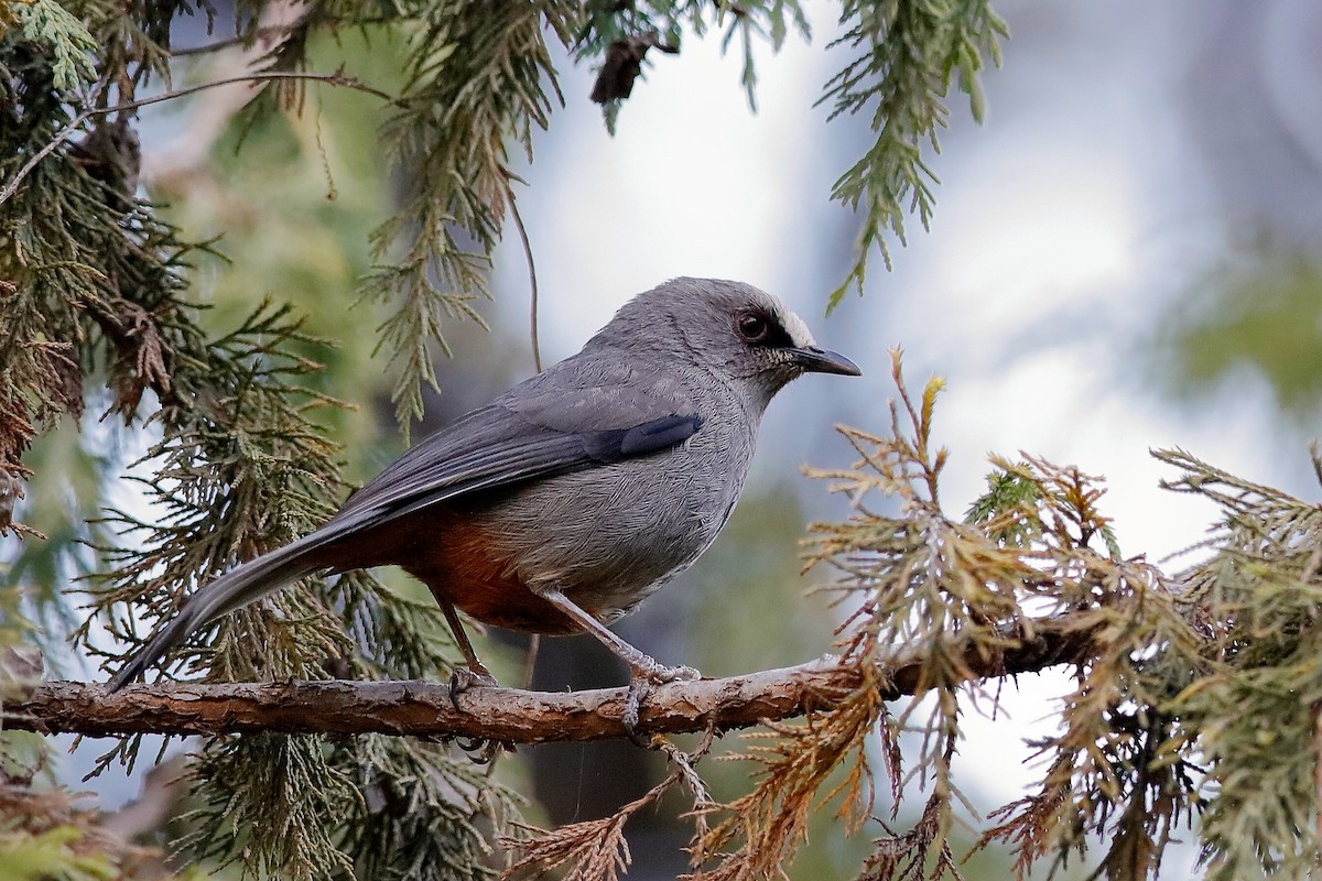 Abyssinian Catbird - ML204304321